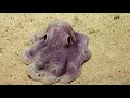 Dumbo Octopus in Action | Nautilus Live