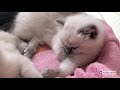 First 8 weeks with Ragdoll KITTENS! Heartwarming Story💞