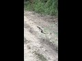 Timber Rattlesnake Cayce South Carolina