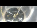 Small Critters eating Corydoras Eggs - Need ID #2