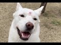 How fast would a Jindo dog grow? (Caution, touching!) / Fast growth process of baby white dogㅣMedium