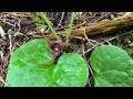 Hike the Panther Creek Trail, North Cascades, Washington | 7.5 miles | Forest, River and Wildflowers