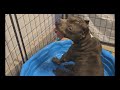 Why Can't I Touch Her Puppies? American Bully Puppies #dog #americanbully #xlamericanbully #puppy