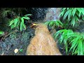 Tobago Waterfall Trinidad and Tobago 4K