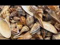 What does a seashell collection look like? 4 years collecting shells every week adds up quick!