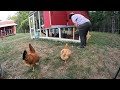 Cannon Farm - Release the Chickens!