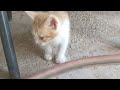 Cute kittens fighting - mother cat punishes her kittens