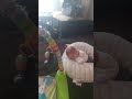 16 day old baby Giovanni pushing up to show strength