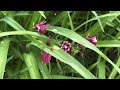 五月份的波士顿，花园里的花Boston in May, flowers in the garden #garden #flowers