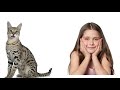 SAVANNAH CAT 101: Must Watch Before Getting One | Cat Breeds 101