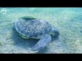 3 HOURS Great Ocean Moment 🐋- Coral Reefs and Colorful Sea Life - Relaxing Music