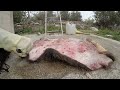 Making a Rug From Roadkill Pt1 | Wild Boar