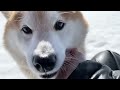 Shibe finds her sister for the first time in 3 months while taking a walk and his emotions explode