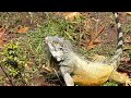 Iguana comiendo bajo un aspersor.