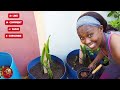 First Time Trying Dragon Fruit Growing And Tasting!😃🇯🇲