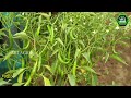 মরিচ গাছে দ্রুত ফুল ও মরিচ ধরবে এই পরিচর্যায়। Organic Chili Growth Hacks