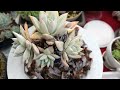 CLEAN UP SUCCULENTS #7: Saying Goodbye | Growing Succulents with LizK