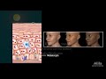 Anatomy and Physiology of the Skin, Animation