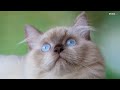 Himalayan Cat Breed: Everything You Need to Know