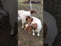 River Rock Homestead - Goats - Meet The Herd