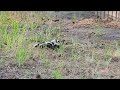 6/7/24 Baby skunks wandering around in a group.