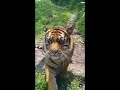 Tiger meow 😂🐯