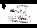 Hyperparathyroidism and the different types, causes, pathophysiology, treatment