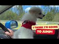 #Pom loves to drive! -#pomerinian #dog