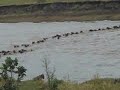 Migration Crossing mara river from Masai Mara in Kenya to Serengeti in Tanzania