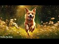 Music for Dogs Who are Alone: Dog TV - Cure Separation Anxiety & Calming Stress for Dogs