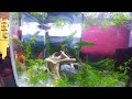 My Ten Gallon Platy & Snail Tank