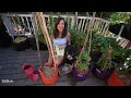 How to Grow Cucumbers in a 5 gallon Container, DIY Trellis/ Container Garden Series #3 🥒👩🏻‍🌾🥒