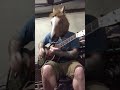 AMAZING! You will never believe how this cute horse plays the guitar!