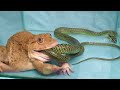 Wow!!! Amazing Asian Bullfrog Tries To Eat Big Snake !!Warning Live Feeding