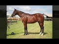 HIP 389 Fasig Tipton NY Bred Sale