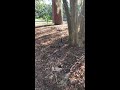 Video of eastern gray squirrel eating a peanut