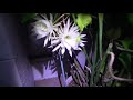 2018 Night Blooming Cereus (October Blooms Part I)