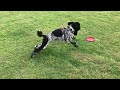 Poodle Loves Her Frisbee! Trick Dog Practice