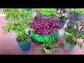 Complete Tutorial On Growing Organic Okra(Bhindi)In Pot At Home Garden/How To Grow Okra