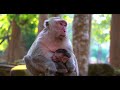 Beautiful baby monkey and mum #monkey #love #babymonkey #monkeys #trendingvideo