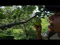 Apple Garden In Kashmir || কাশ্মীরের বিখ্যাত আপেল বাগান পেহেলগাম থেকে শ্রীনগর...