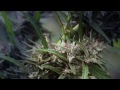 Strain Hunters Swaziland - Cannabis Details