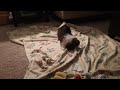 Izzy, our Shih Tzu pup, playing with talking ball