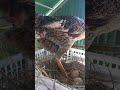 Amazing Footage: Hen Delivers Egg Up Close!