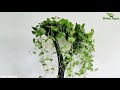 Cool Idea to Growing Money plants in Your living space | Money plant Hanging Idea//GREEN PLANTS