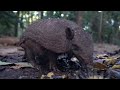 Wildlife of Amazon Rainforest Pt 2 | Beautiful World | Diamond Not Fugazi Films