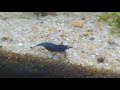 Neocaridina shrimp with eggs