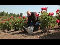 How to Properly Water Your Roses