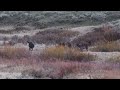 Wolves chase a grizzly