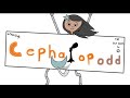 My short series; Cephalopodd